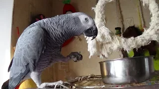✫Чем кормить попугая жако!?✫ ЧТО КУШАЕТ РОМА - 3 сезон,1 серия