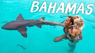 Bahamas swimming pigs , sharks and Iguanas