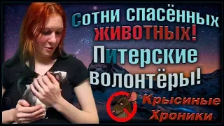 СОТНИ спасенных жизней! Питерские волонтеры. МЕГА выпуск и толпа крыс! (Wild Rats | Fancy Rats)