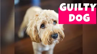 Guilty Dogs Compilation II (2020) | Who Did That?