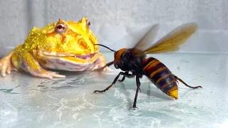 A frog cornered by a giant hornet/ Pacman frog , African bullfrog【LIVE FEEDING】