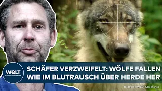 DER WOLF IN DEUTSCHLAND: Schafe gerissen, Weiden in Gefahr! 🐺 Umweltministerium plant Neuregelung