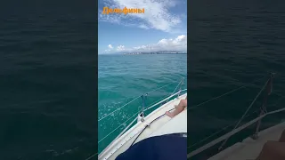 Выход в Чёрное море, чтоб посмотреть на дельфинов. Сочи 2022