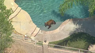 Bears spotted roaming through residential neighborhood in Castaic I ABC7