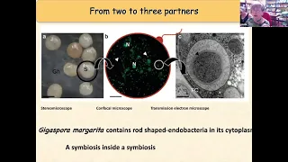 TPJ webinar: Symbiotic responses of Lotus japonicus to two isogenic lines by Paola Bonfante