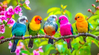 Bird Sounds Relaxation 4K ~ Birds Chirping to Soothe Stress, Anxiety And Depression, Heal the Mind