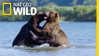 Bear Fight School | Wild Russia