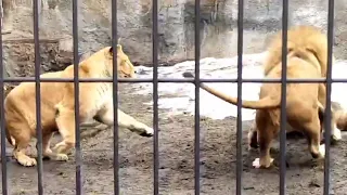 【旭山動物園ライオン家族】昼寝の邪魔をされてブチ切れるオリト！