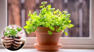 How To Grow and Care Coriander at Home | Growing Herbs indoors -  Gardening Tips