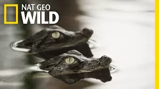 It’s a Rough Life for Baby Crocs | Boss Croc