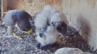 FalconCam Orange CSU~Yurruga, may I help you with the prey?~3:41 PM 2021/11/08