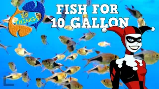 Top 10 Fish For A 10 Gallon Aquarium!
