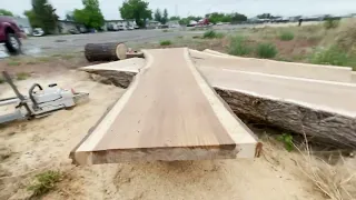 Chainsaw Milling Elm Slabs in Alberta With STIHL MS880