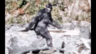 Patterson Gimlin Bigfoot Video