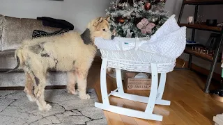 Curious Dog And Cat Bond With Newborn Baby! He Rocks Him To Sleep! (Cutest Ever!!)