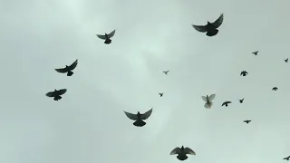 НИКОЛАЕВСКИЕ ГОЛУБИ./pigeons/ БАБОЧКА 2020  (часть 1) +7(978) 820 81 45