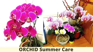 5tips for ORCHID SUMMER CARE in hindi | How to care Orchid in Summer : water & fertilizing