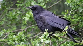 Slow-mo Crow