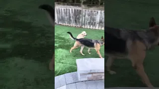 German Shepherd & Golden Retriever Playing Fight （德牧哥和金毛弟玩打架游戏）