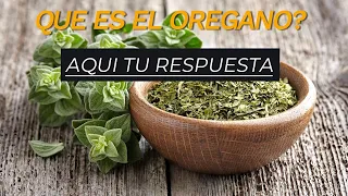 CONOCE EL OREGANO Y SUS PROPIEDADES MEDICINALES