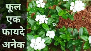 सदाबहार फूल के औषधिये फायदे  घरेलु नुस्खे || benefits of vinca rosea/periwinkle flower