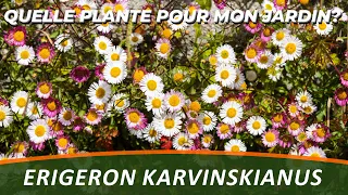 PAQUERETTE DES MURAILLES ou ERIGERON KARVINSKIANUS - Quelle Plante Pour Mon Jardin ?