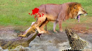 Horrible Scene! Big Male Lion Lost A Tail When Fighting With Crocodile For Prey - Crocodile Vs Lion