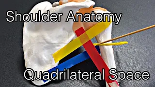 Anatomy of shoulder: quadrilateral space