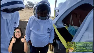 👉Cómo capturar una colmena de abejas Silvestres🐝|🌄 SECRETOS DEL AGRO 🌽Reproducción y miel de abeja 😋