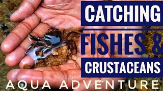FISHES & INVERTEBRATES from crystal clear waters | Aqua adventure |