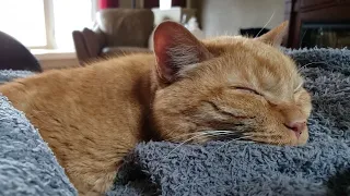 Sleeping and Snoring Make For a Purrfect Day