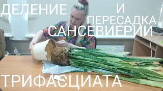 Деление и пересадка сансевиерии Трифасциата.