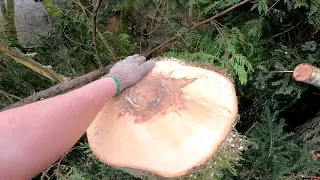 Felling a Rotten Tree