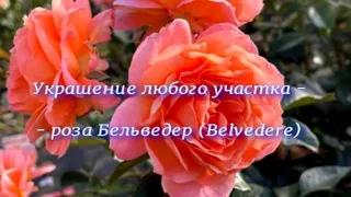 Украшение любого участка -- роза Бельведер (Belvedere) . Питомник растений Е. Иващенко