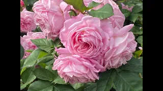 Favorite Fragrant Roses: English Roses, Kordes, Duane’sRoses, Meilland