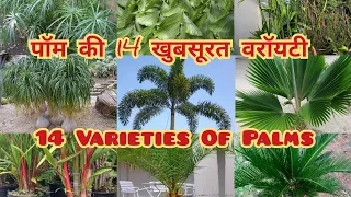14 इंडोर पॉम / palms varieties / varieties of palm plants / varieties of palm trees / indoor plants