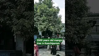 3500 years old mango tree in Kanchipuram।Ekambaranathar Temple#youtubeshorts #india #explorepage