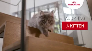 Kitten tutorial - Adopting a kitten