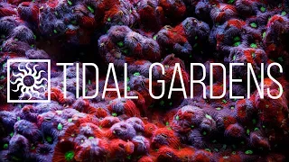 Tidal Gardens March 2019 Show #1 - SPS only show