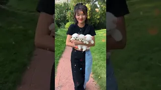 Tik Tok Chó Phốc Sóc Mini 😍 Funny and Cute Pomeranian​ 😍 OMG So Cute Dog  #cutepuppy #short