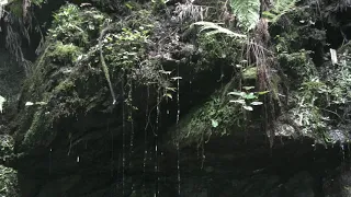 【10分の癒し】水が勢いよく滴る苔、水音～"10 minutes' relax"Moss where water drips vigorously, Sound of Water(4K撮影、自然音声)