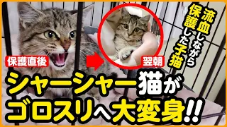 【子猫保護】新入り保護猫 凶暴！シャーシャーから翌朝には…