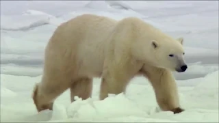 Дикая природа России. Заполярье - Серия 4 / Wild Russia. Arctic - Episode 4