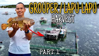 Grouper fish culture | Lapu-Lapu Harvest | Part 1