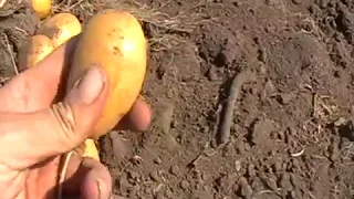 Урожай картошки на втором участке. 2019 год