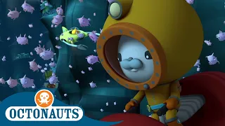 Octonauts - Cute Little Sea Pigs 🐽 | Cartoons for Kids | Underwater Sea Education