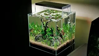 The Ultimate Betta Aquascape ?