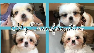 Shih Tzu Puppy Transformation from 5 Weeks to 18 Weeks Old