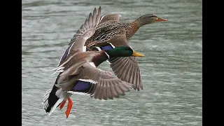 Козельщинський ставок: качки прилетіли!