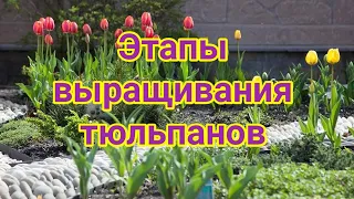 Этапы выращивания тюльпанов